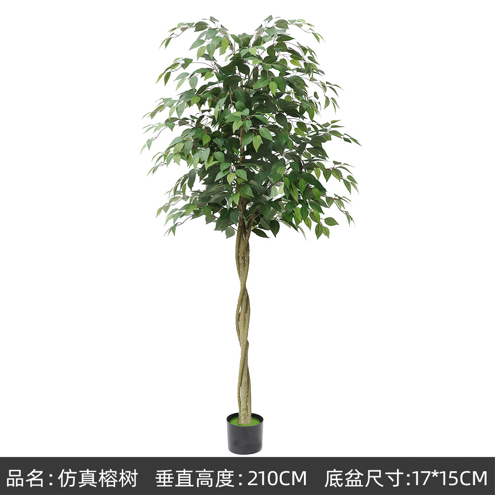 petit banian vert210cm