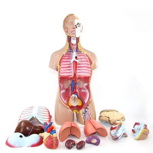 Educational Advanced Anatomical Biology Medical PVC 85cm <strong>Human</strong> Torso Model with <strong>Back</strong> Open 52parts - Product Image 6