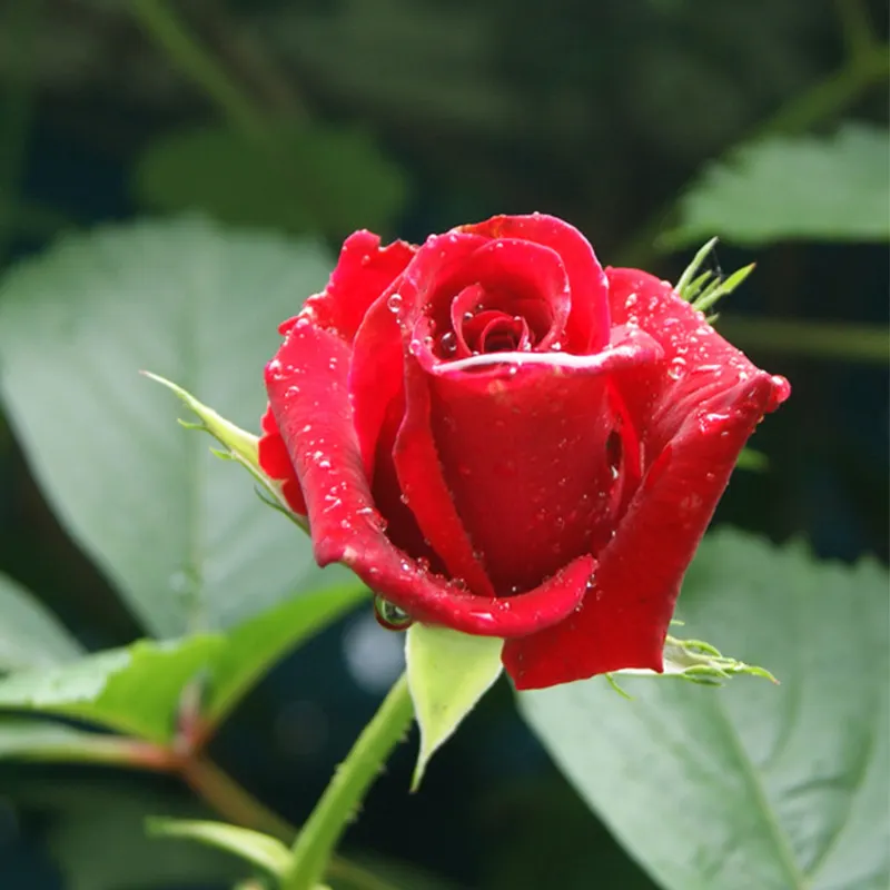 500Ml Bunga Mawar Air Organik Populer Rose Hydrosol untuk Kecantikan Kulit Wajah Tubuh