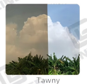fauve