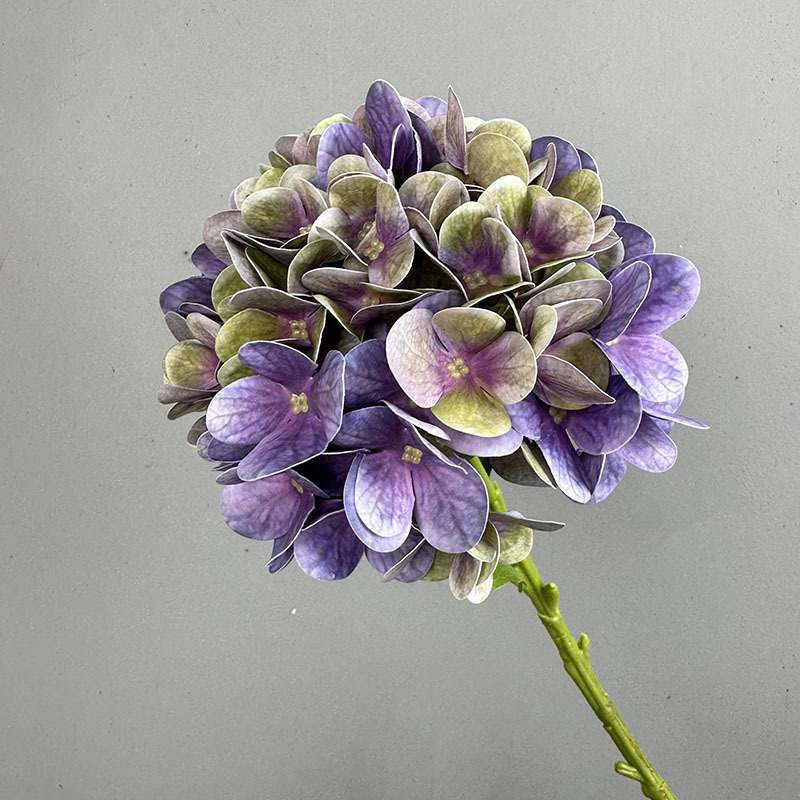 Purple 1