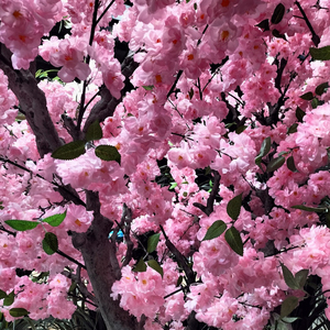 桜の木を引き付ける観光客 - Product Image 2