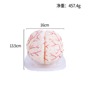 取り外し可能な脳幹を備えた高品質の人間の脳解剖学モデル詳細な神経系脳モデル