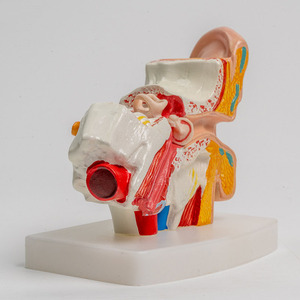 2025 yeni KRC İnsan kulak modeli anatomi-anatomik 3D kulak modeli 1.5 kez büyütülmüş gösterisi dış orta iç kulak ile teşhir tabanı - Product Image 6
