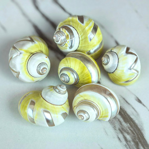 Conchiglia naturale conchiglia di granchio eremita media per la decorazione paesaggistica del serbatoio di pesce - Product Image 1