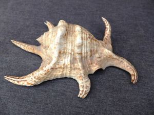 Toptan CHIRAGRA örümcek kabuklu deniz hayvanı kabuğu vietnam'dan yüksek kalite ve en çok satan rekabetçi fiyat ile - Product Image 4
