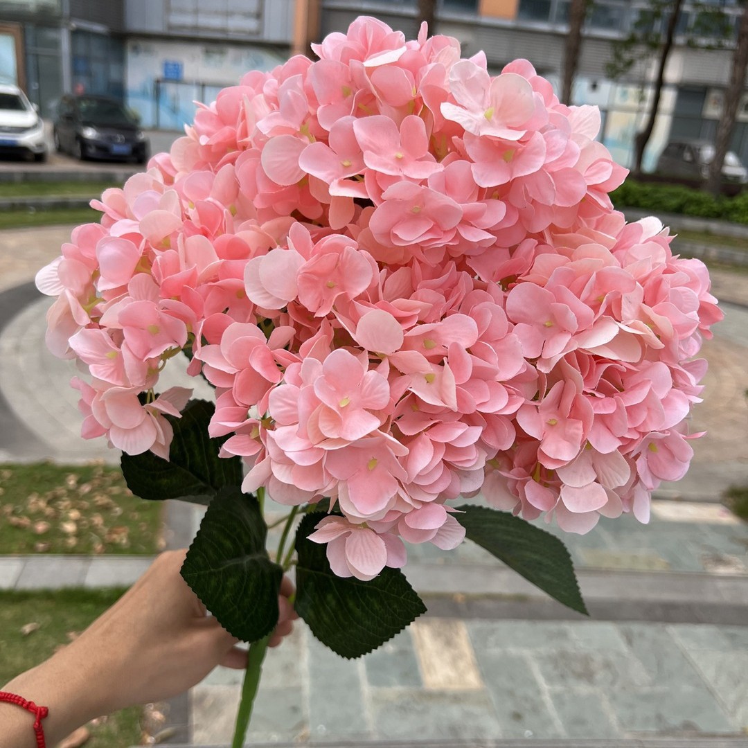 Hortensia#9