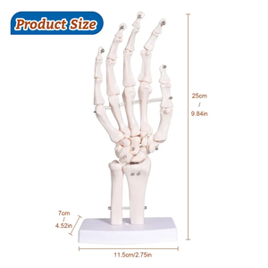 医療スケルトンモデル人間の手関節尺骨半径人間の等身大スケルトンモデル - Product Image 5