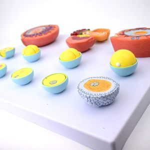 KyrenMed 13 PCSヒト受精および初期胚発生プロセス解剖学モデル胚発生モデル13段階 - Product Image 4