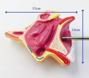 Okul kullanımı için Normal insan burun ve burun boşluğunun anatomik PVC tıbbi modeli - Product Image 2