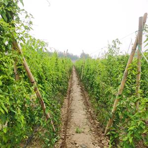 Hot Selling Customizable HDPE Sturdy Durable Agriculture Square Mesh Plants Supporting <strong>Net</strong> <strong>Trellis</strong> <strong>Net</strong> - Product Image 6