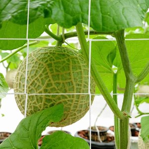白い柔らかい5x350ftナイロン植物トレリスネット6インチメッシュポリエステルガーデントレリスネット野菜用 - Product Image 2