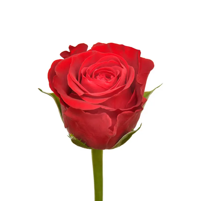 Flores para o Dia das Mães Flores de corte fresco do Quênia Rosa Vermelha 3.5 cm Cabeça 52 cm Haste Varejo por atacado Flores de casamento