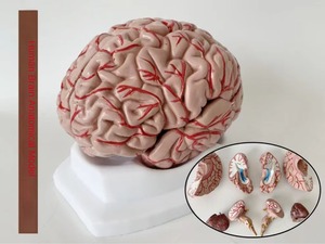 Farb codiertes Gehirn modell mit Arterien und Schädel nerven Anatomisches Lehrmittel für Neurologie und medizinische Kommunikation - Product Image 2