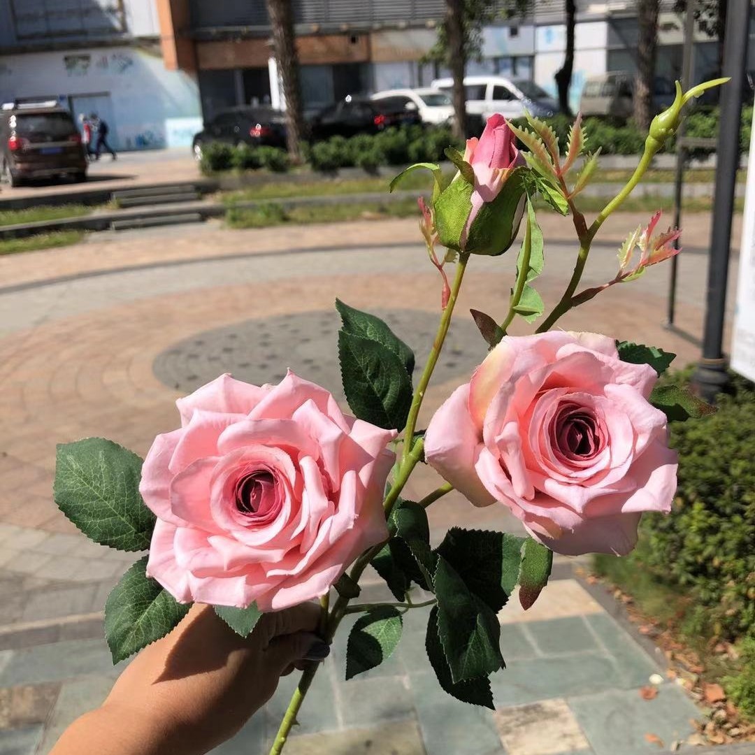 3 cabezas de rosa reina en polvo profundo