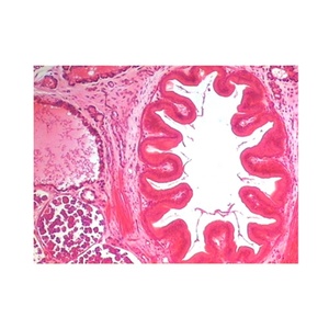 Mẫu vật kính hiển vi chuẩn bị Slide leech t. S. 25.4*76.2mm lý tưởng Slide cao hơn y tế ký sinh trùng chuẩn bị Slide - Product Image 1