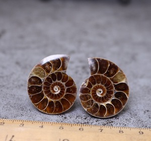 HZ Fósiles de amonita natural manteles individuales redondos rebanada de concha pulida Fósiles Conch - Product Image 1