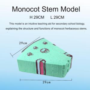Monocot Vs Dicot Stem Modelo comparativo-Ayuda didáctica de biología para laboratorio escolar | Pantalla de estructura anatómica con soporte - Product Image 4