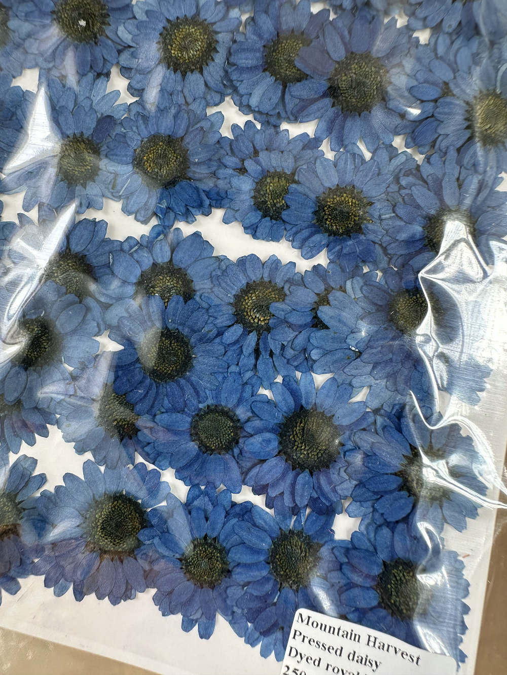 Teint en bleu royal 12 pièces/sac