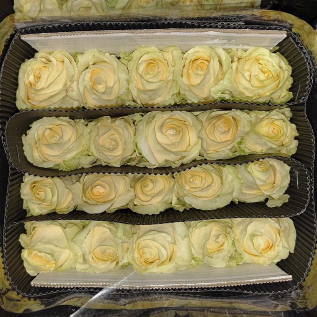 Pêche de montagne de neige champagne (20 bâtons)