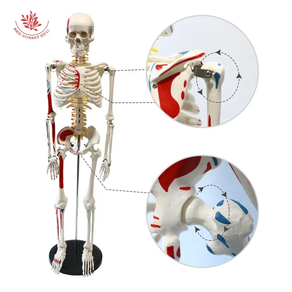 FRT009 Modelo de esqueleto humano Medio lado Colorear 85cm con la marca de los orígenes y terminaciones de los músculos para la anatomía humana