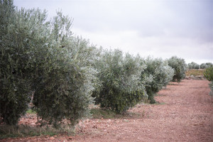 Made <strong>In</strong> <strong>Spain</strong> Handpicked Artisanal Hot Sale Top Quality Traditionally Blended Olive <strong>Oil</strong> Wholesale Devotion Price - Product Image 3