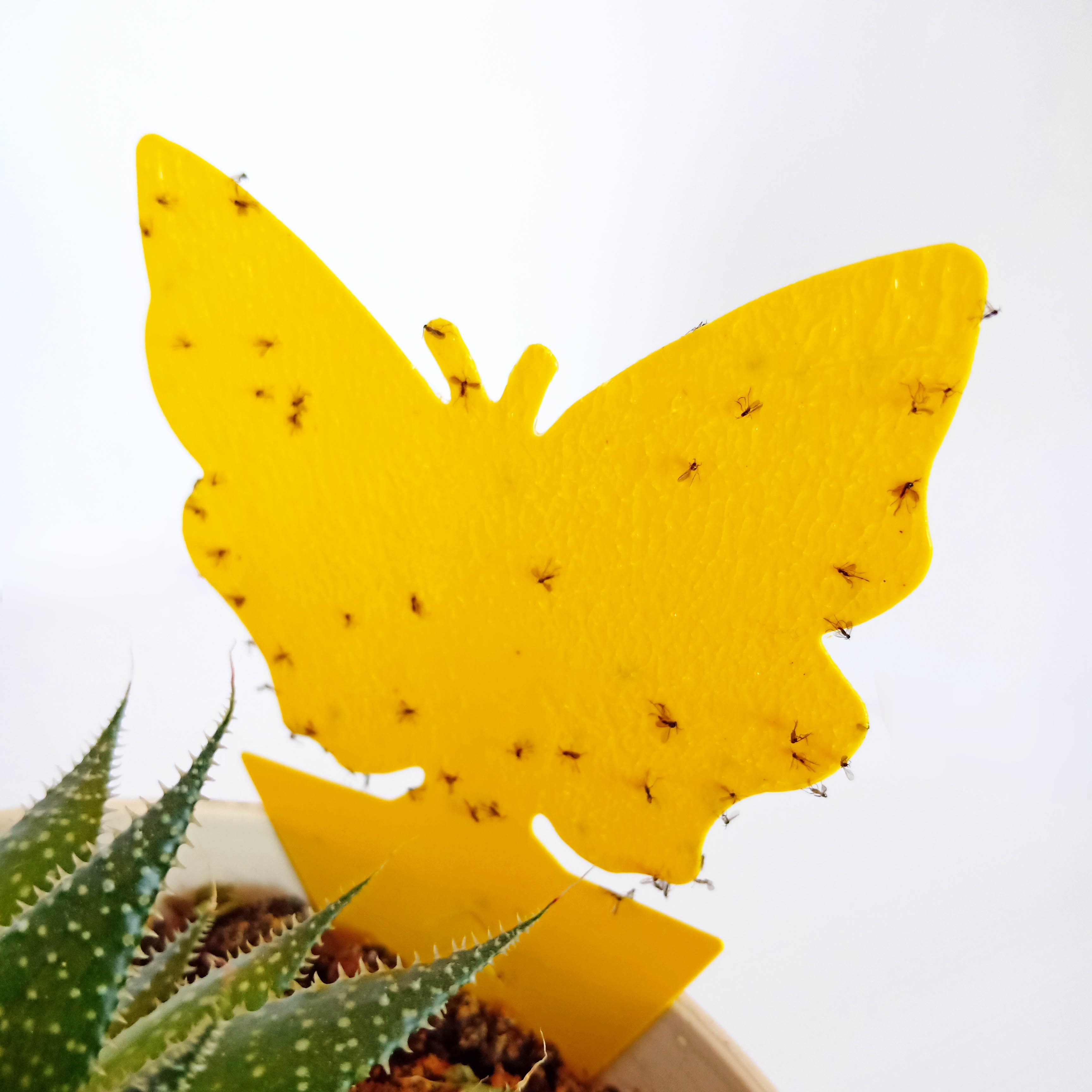 JAUNE
