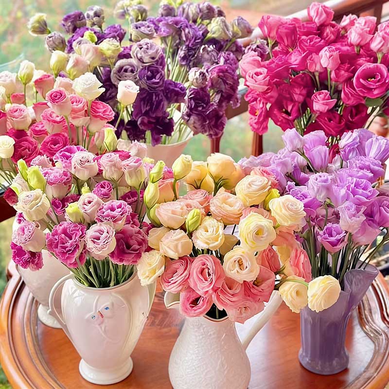 6# ลิแอนทัส แกรนดิฟลอรัม สีผสม