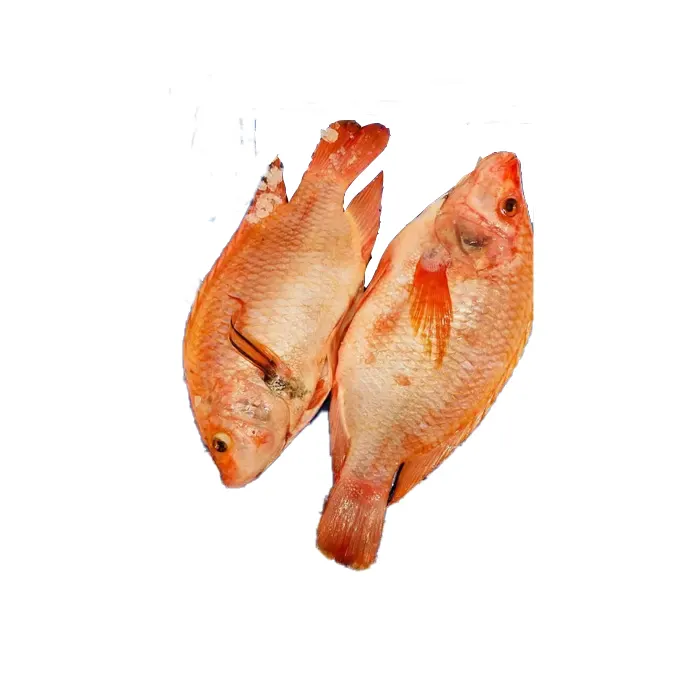 Venta caliente de alta calidad entera viva congelada tilapia roja Importación y Exportación mariscos pescado de mar fresco para la venta