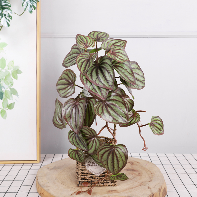 2(50cm)