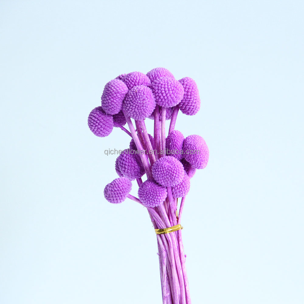 Rose violet