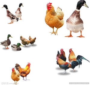 Kanatlı tavuk/ördek/kaz kesim makinesi ile tüy çıkarıcı koparmak uçucu ekipman - Product Image 4