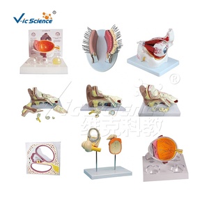 Modello anatomico medico modello cerebrale (metà) scuola di medicina medicina classe bilologica medica