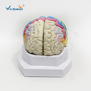Modello anatomico del corpo umano degli organi umani modello di localizzazione funzionale della corteccia cerebrale modello di anatomia cerebrale - Product Image 5