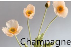 Champagne