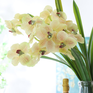 K1003 Lan Vanda Trong Bình Lan Vanda Cây Lan Vanda Lan - Product Image 4