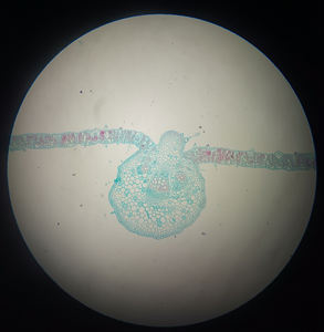 Gelsonlab สไลด์การเรียนการสอนวิทยาศาสตร์การแพทย์เฟิร์น prothallium HSSL-013ชีววิทยา - Product Image 5