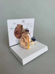 Öğretim kaynakları kulak genişlemiş anatomi modeli tıp bilimleri İnsan anatomik gösteri modeli - Product Image 2