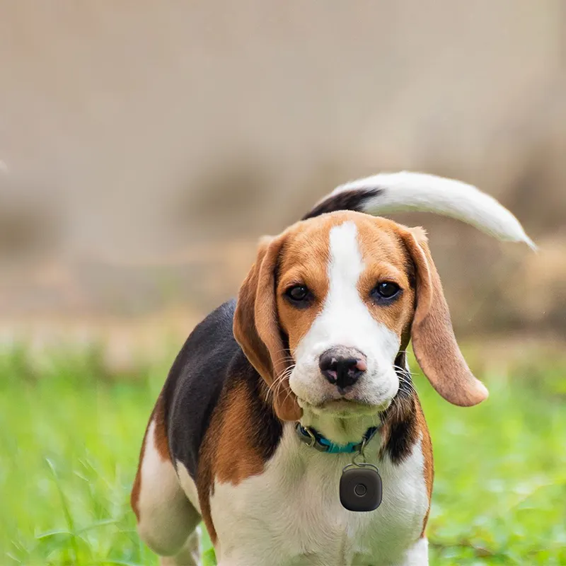 2024 localizzatore di chiave per animali domestici Bluetooth intelligente per la prevenzione delle perdite