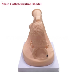Male Urinary Catheterization Training <strong>Simulator</strong> Nursing Teaching <strong>Model</strong> Bladder for Urethral Catheterization Medical Science - Product Image 5