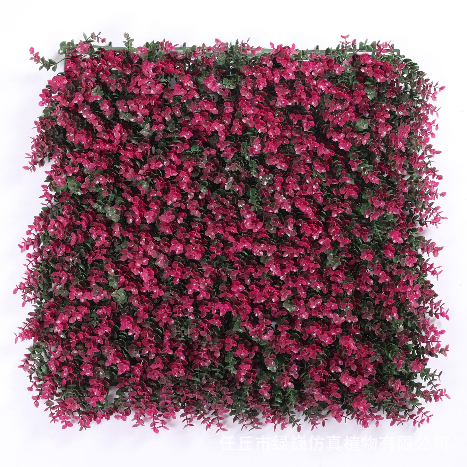 Eucalipto fucsia-50x50
