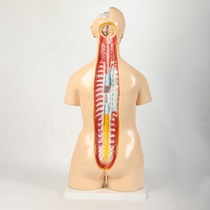 <strong>Human</strong> Torso Model Children 85CM Anatomical Model OEM Science Medical LOGO Time Packaging Origin Days Product ISO Zhejiang Place - Product Image 3