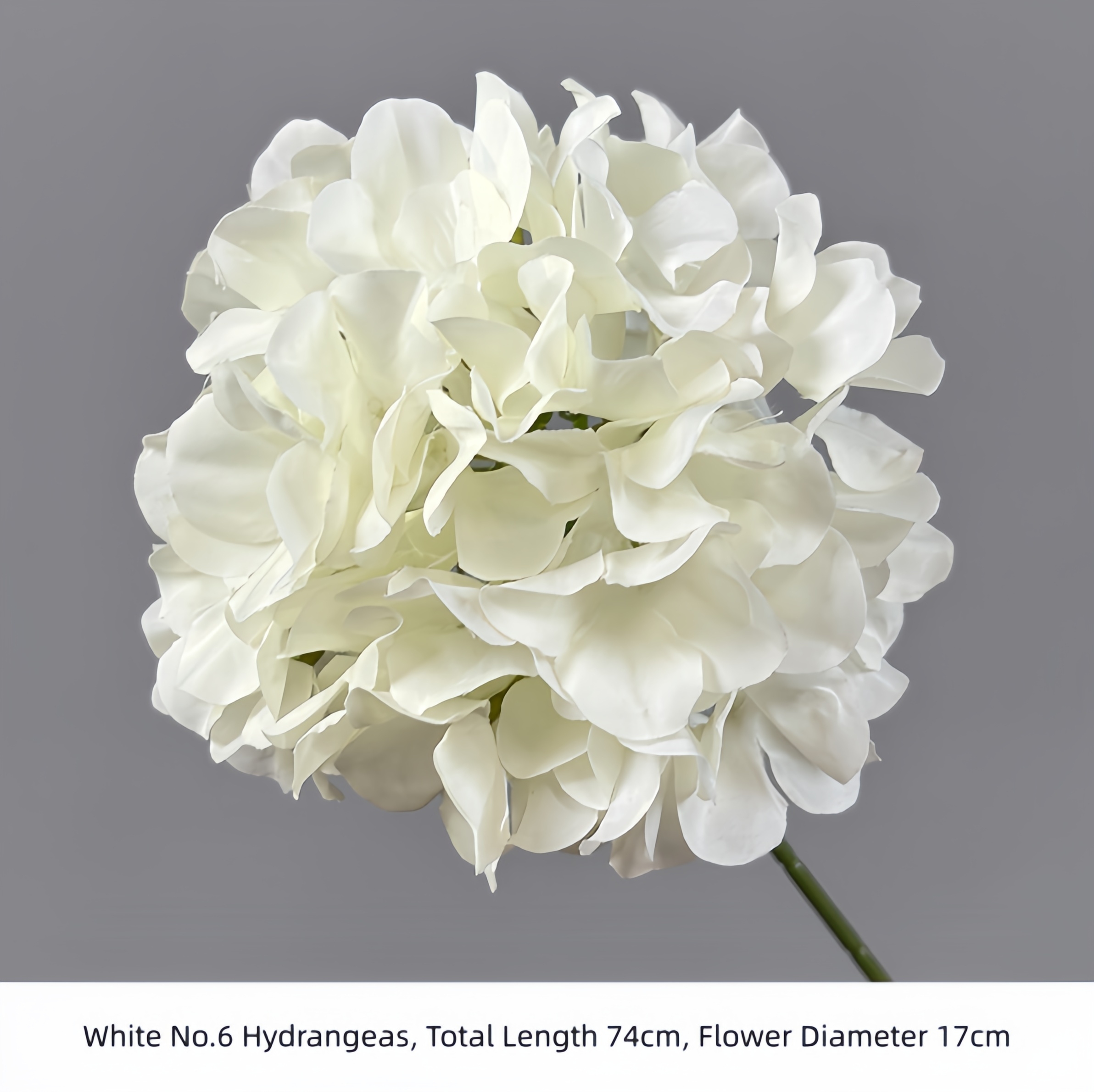 Hortensias blancs n°6
