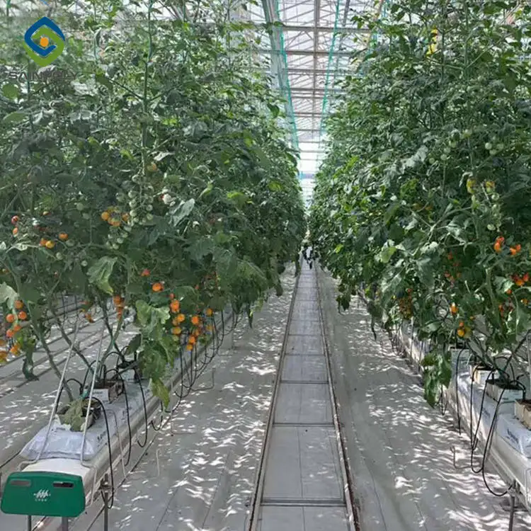 Serre venlo en feuille de polycarbonate agricole 10 ans de garantie pour l'agriculture des tomates