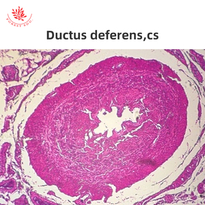 Von Menschen vorbereitete Histologie-Objektträger Hoden und Epidymis & Penis 6-teiliges Set - Product Image 3