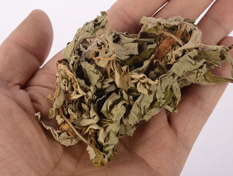 Pabrik tradisional alami murni Ai Ye Wormwood daun daun Mugwort kering ramuan