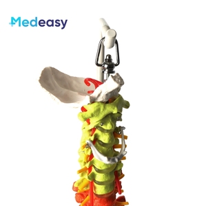 ขนาดชีวิตมนุษย์Vertebral Columnรุ่นPelvis,พลาสติกสีกระดูกสันหลังAnatomicรุ่น - Product Image 3
