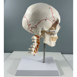 <strong>Human</strong> Skeleton Model 3parts Life Size European and American Style Number White Skull With 7 Cervical Spine Models - Product Image 4