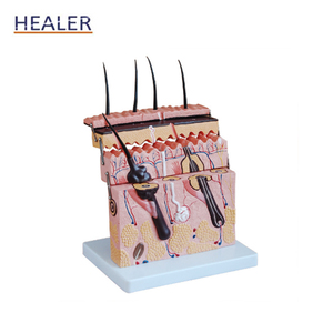3D <strong>Human</strong> Skin Anatomical Model 70x Magnified PVC and Plastic Skin Structure Model for Medical Science and Skeleton Study - Product Image 1