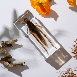 Reçine zanaat locust numune gerçek bug gömülü numune böcek reçine dekorasyon böcek numune koleksiyonu - Product Image 4